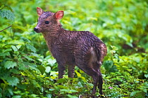 Taiwan or Formosan Reeves&#39;s muntjac baby, (Muntiacus reevesi formosanus), Walami cabin, Yushan National Park, Taiwan. Endemic subspecies.