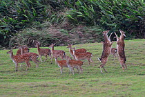 Taiwan /Formosan sika deer (Cervus nippon taiouanus) herd with two fighting, endemic species, Kenting National Park, Taiwan