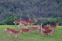 Taiwan / Formosan sika deer (Cervus nippon taiouanus) endemic species, Kenting National Park, Taiwan