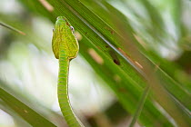 Taiwan green bamboo pit viper, (Trimeresurus stejnegeri) endemic species, Kenting National Park, Taiwan