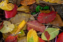 Leaf litter, mainly from Indian almond trees, on the rainforest floor, Banana Bay Forest Rerserve, Kenting National Park, Taiwan