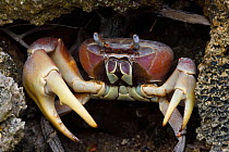 Taiwan&#39;s largest land crab species (Cardisoma carnifex) Banana Bay Forest Rerserve, Kenting National Park, Taiwan