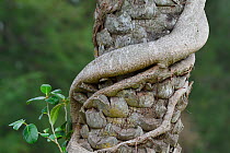 Fig tree (Ficus benjamina) climbing up a palm tree, Eluanbi park, Kenting National Park, Taiwan