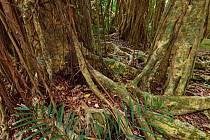 Banyan fig tree (Ficus benjamina) one single individual tree, Banyan garden protected forest, Kenting National Park, Taiwan
