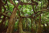 Banyan fig tree (Ficus benjamina), one single individual tree, Banyan garden protected forest, Kenting National Park, Taiwan