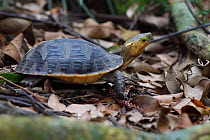 Chinese Box turtle or Yellow-margined turtle, (Cuora flavomarginata), Banyan garden protected forest, Kenting National Park, Taiwan