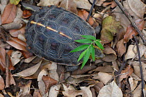 Chinese Box turtle or Yellow-margined turtle, (Cuora flavomarginata), Banyan garden protected forest, Kenting National Park, Taiwan