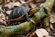 Chinese Box turtle / Yellow-margined turtle, (Cuora flavomarginata), Banyan garden protected forest, Kenting National Park, Taiwan