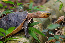 Chinese Box turtle / Yellow-margined turtle, (Cuora flavomarginata), Banyan garden protected forest, Kenting National Park, Taiwan