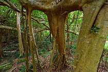 Banyan fig tree, (Ficus benjamina), one single individual tree, Banyan garden protected forest, Kenting National Park, Taiwan