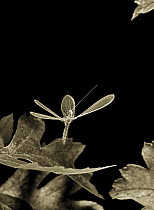 Lacewing performing vertical take off. Early high speed photograph, from early 1970s. Scan from black and white negative.