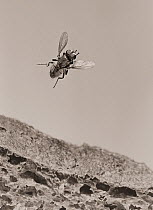 Housefly (Musca domestica) taking off from brown bread. Early high speed image, scanned from a black and white negative. Small reproduction only.