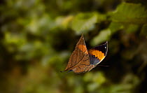 Indian leaf butterfly (Kallima paralekta) in flight.