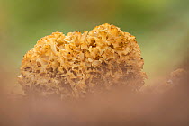 Cauliflower fungus (Sparassis crispa). New Forest National Park, England, UK. October.