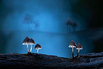Fungus (Mycena sp) at night. New Forest National Park, England, UK. October.