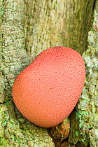 Beefsteak fungus (Fistulina hepatica) growing on Common oak (Quercus robur). New Forest National Park, England, UK. September.