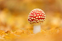 Fly agaric fungus (Amanita muscaria). New Forest National Park, England, UK. October.
