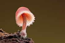 Burgundydrop bonnet fungus (Mycena haematopus). New Forest National Park, England, UK. September.
