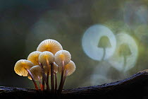 Oak-stump bonnet cap fungus (Mycena inclinata). New Forest National Park, England, UK. November