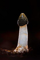 Stinkhorn fungus (Phallus impudicus). New Forest National Park, England, UK. November.