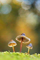 Bonnet mycena fungus (Mycena galericulata). New Forest National Park, England, UK. November
