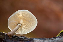 Porcelain fungus (Oudemansiella mucida). New Forest National Park, England, UK. November