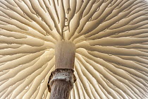 Porcelain fungus (Oudemansiella mucida), close-up of gills. New Forest National Park, England, UK. November.