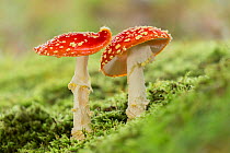 Fly agaric fungus (Amanita muscaria) growing amongst moss. New Forest National Park, England, UK. October.