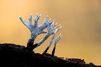 Candlesnuff fungus (Xylaria hypoxylon). New Forest National Park, England, UK. November.