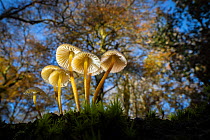 Oak-stump bonnet cap fungus (Mycena inclinata) in broadleaved woodland. New Forest National Park, England, UK. November.