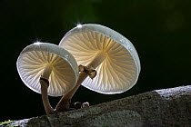 Porcelain fungus (Oudemansiella mucida). New Forest National Park, England, UK. October.