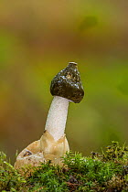 Stinkhorn fungus (Phallus impudicus) amongst moss. New Forest National Park, England, UK. October.