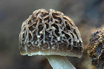 Veined shield fungus (Pluteus thomsonii), close-up of cap. Dorset, England, UK. November.