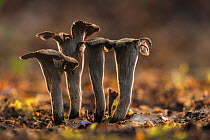 Horn of plenty fungus (Craterellus cornucopioides). New Forest National Park, England, UK. October.
