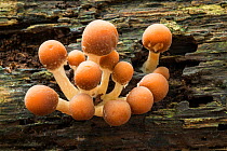 Sulphur tuft fungus (Hypholoma fasciculare). Dorset, England, UK. October.