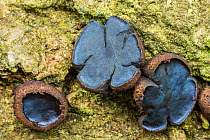 Black bulgar fungus (Bulgaria inquinans). Dorset, England, UK. October.