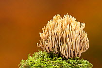 Upright coral fungus (Ramaria stricta). Devon, England, UK. October.