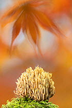 Upright coral fungus (Ramaria stricta) under autumn leaves. Devon, England, UK. October.