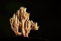 Upright coral fungus (Ramaria stricta). Devon, England, UK. October.
