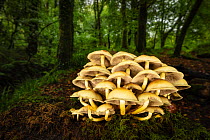 Sulphur tuft fungus (Hypholoma fasciculare) in broadleaved woodland. Golitha Falls National Nature Reserve, Cornwall, England, UK. September.