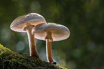Porcelain fungus (Oudemansiella mucida). New Forest National Park, England, UK. October.