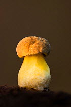 Rooting bolete fungus (Caloboletus radicans). New Forest National Park, England, UK. October.
