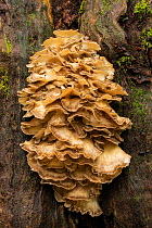 Hen of the woods fungus (Grifola frondosa) on Common oak (Quercus robur). New Forest National Park, England, UK. October.