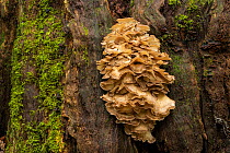 Hen of the woods fungus (Grifola frondosa) on Common oak (Quercus robur). New Forest National Park, England, UK. October.