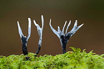 Candle-snuff fungus (Xylaria hypoxylon) amongst moss. New Forest National Park, England, UK. October.