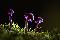 Amethyst deceiver fungus (Laccaria amethystina) amongst moss. New Forest National Park, England, UK. October.