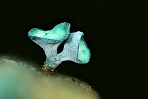 Green wood-cup fungus (Chlorosplenium aeruginascens). New Forest National Park, England, UK. October. Focus stacked image.