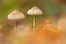 Parasol mushroom (Macrolepiota procera). New Forest National Park, England, UK. October.