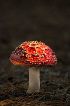 Fly agaric fungus (Amanita muscaria) at night. New Forest National Park, England, UK. October.
