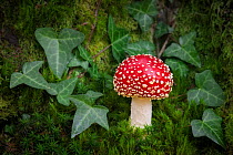 Fly agaric fungus (Amanita muscaria) amongst Ivy (Hedera helix) and moss. New Forest National Park, England, UK. October.